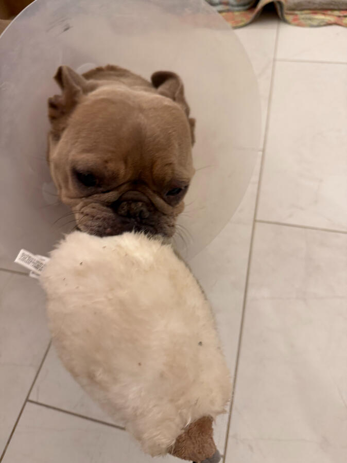 Remi bringing me his favorite hedge hog. Remi bringing me his favorite hedge hog.